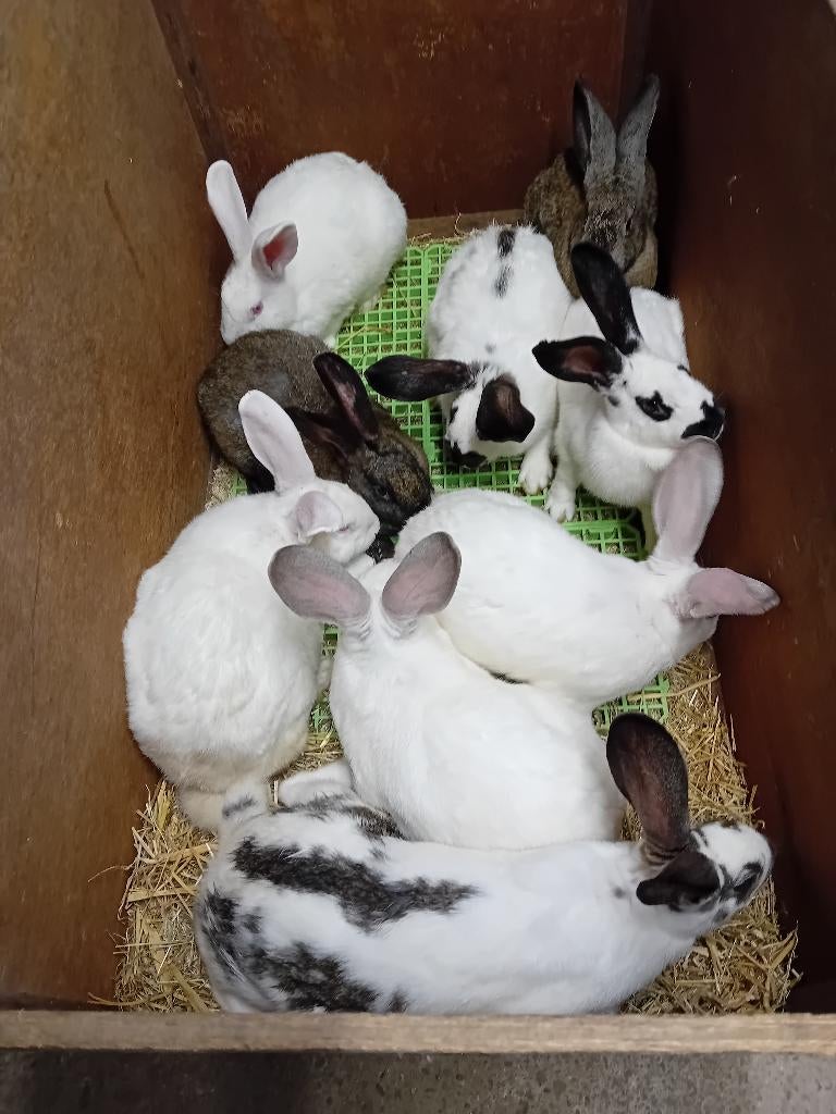 consommation de viande de lapin, Animaux & Accessoires, Plusieurs animaux, Taille moyenne