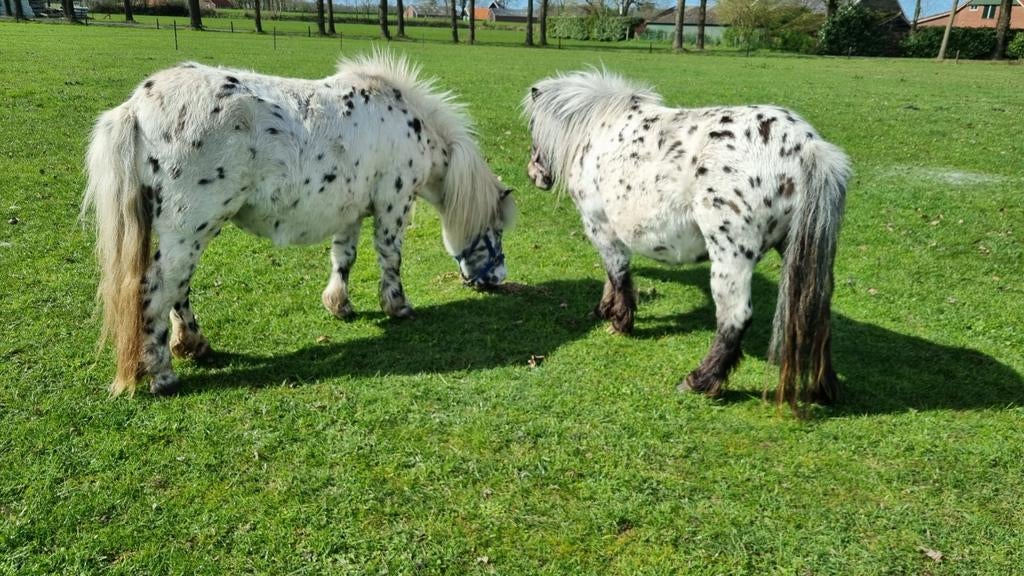 2 drachtige panterbonte appaloosa merries, Dieren en Toebehoren, Merrie, Gechipt, 3 tot 6 jaar
