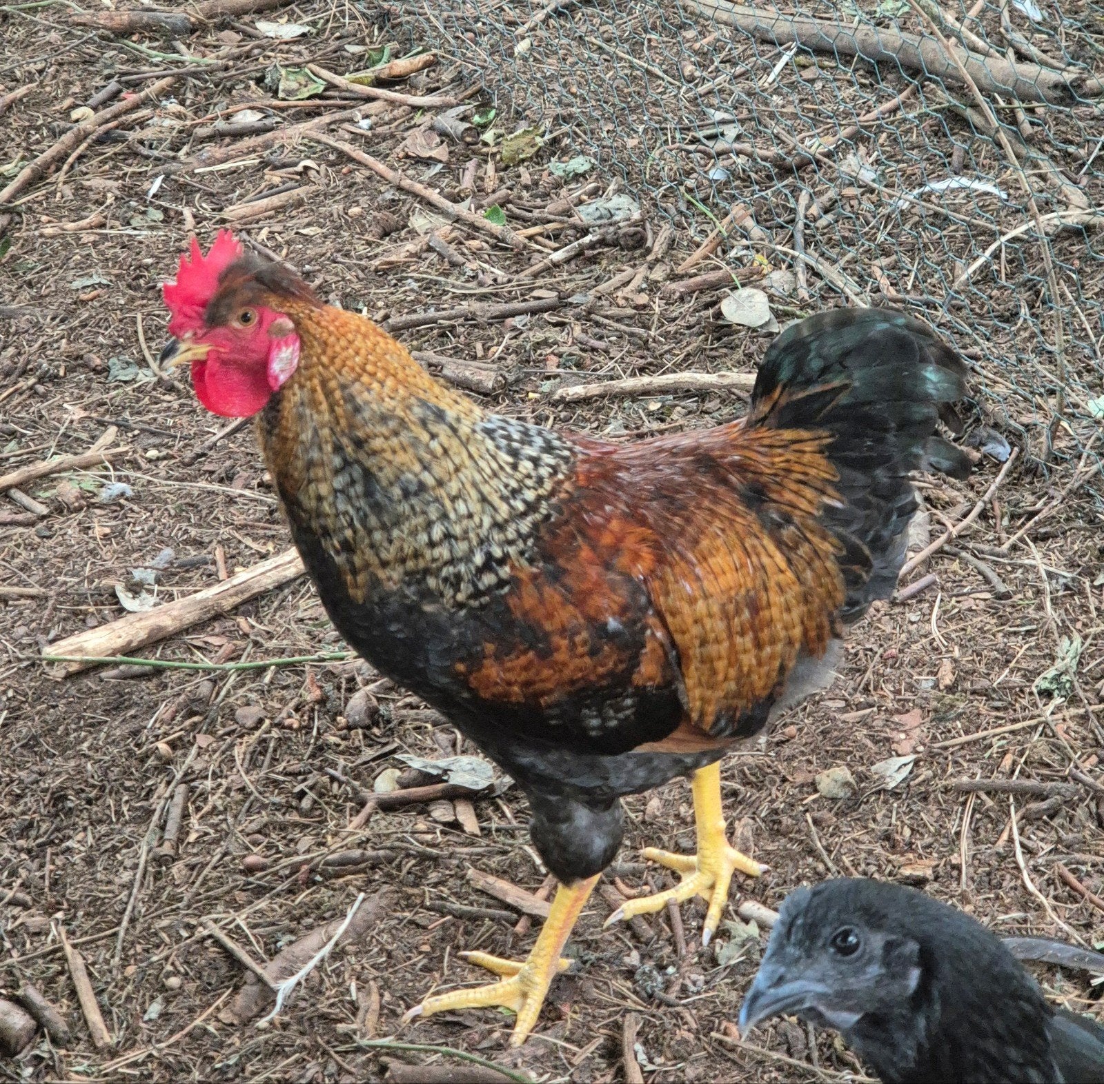 Jonge Haantje, Dieren en Toebehoren, Pluimvee