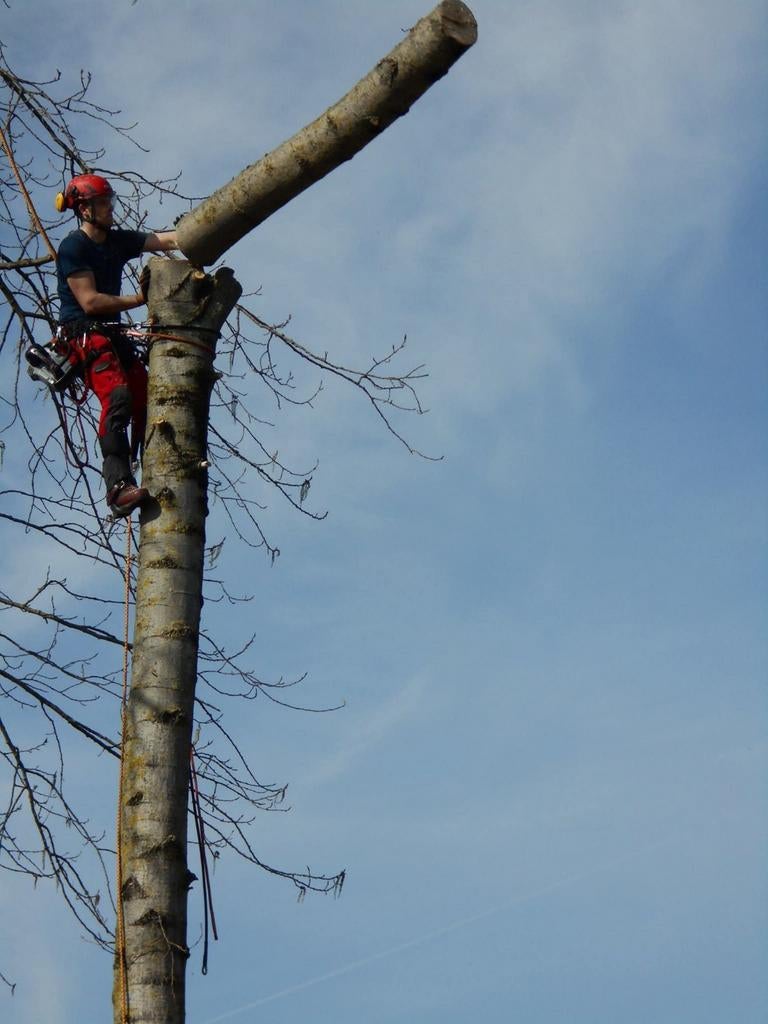 Verwijderen en snoei van bomen, Ophalen of Verzenden