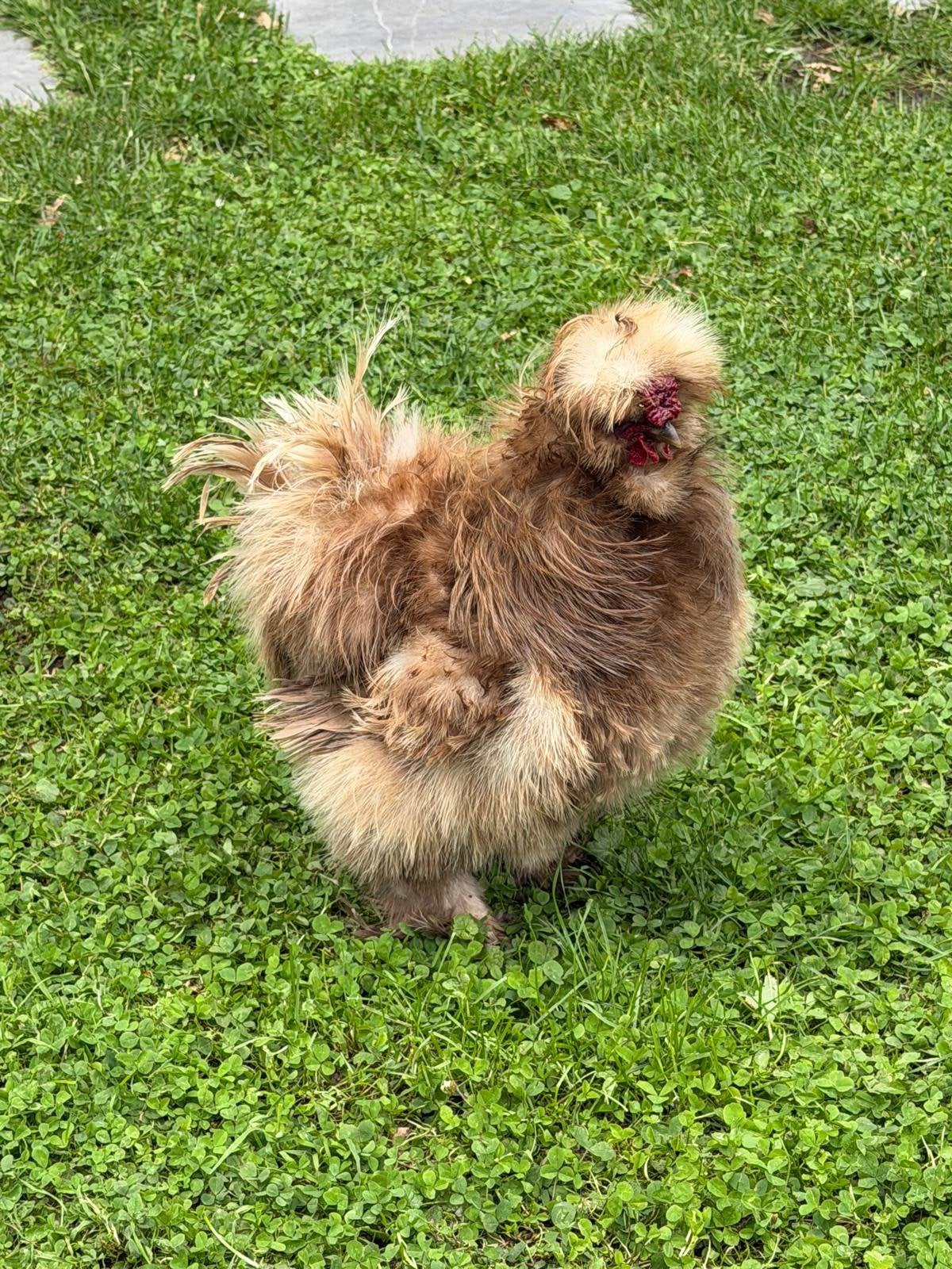 Haan zijdehoen GRATIS, Dieren en Toebehoren, Pluimvee