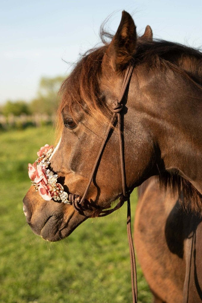 Supermooie knuffelpony te koop, Dieren en Toebehoren, Pony's, L, 11 jaar of ouder, Recreatiepony, D pony (1.37m tot 1.48m)