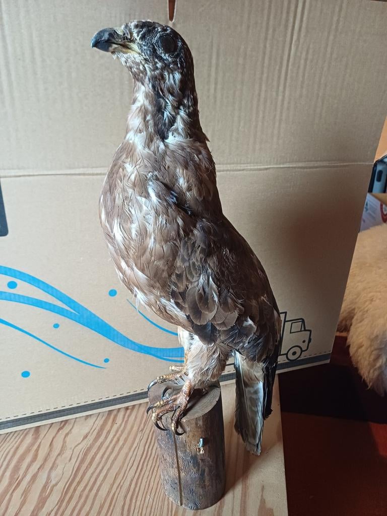 Opgezette vogel, Verzamelen, Ophalen, Vogel