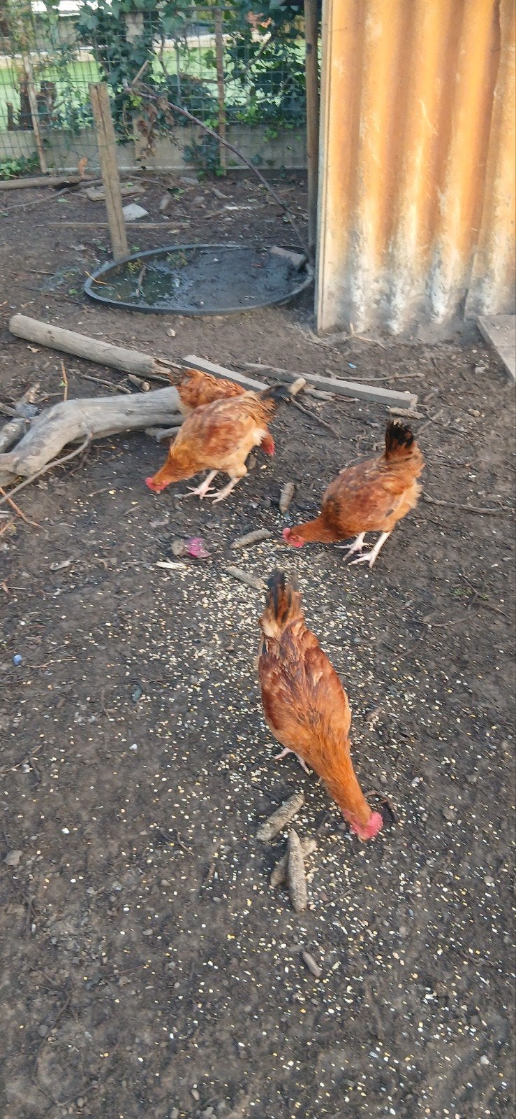 legkippen haan, Dieren en Toebehoren