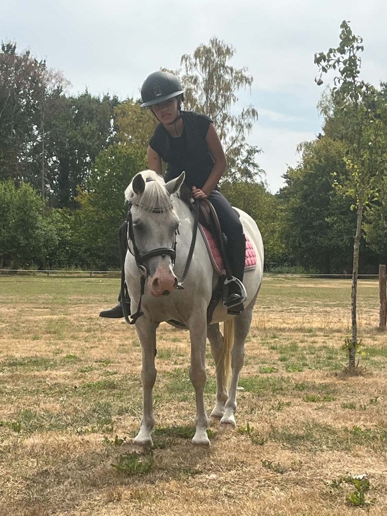 C Pony te koop, Niet van toepassing, Springpony, C pony (1.27m tot 1.37m), 7 tot 10 jaar