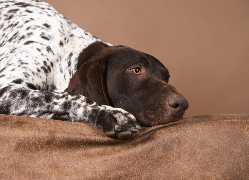 Duitse staande reu 1j en teefje 5 maanden, Duitse Staande hond, België, Fokker | Hobbymatig, 15 weken tot 1 jaar