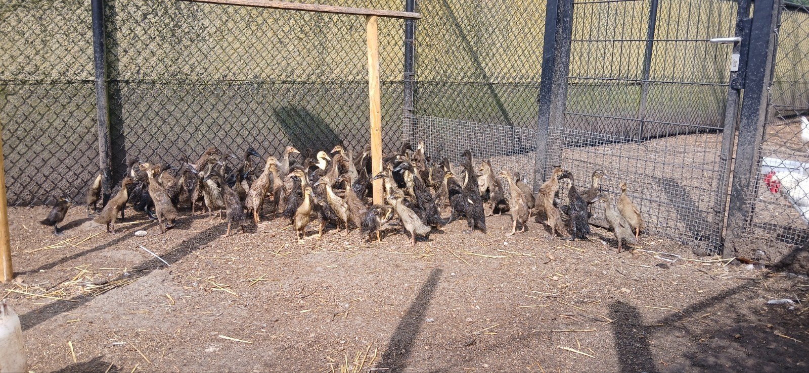 Loopeendjes, Dieren en Toebehoren, Pluimvee