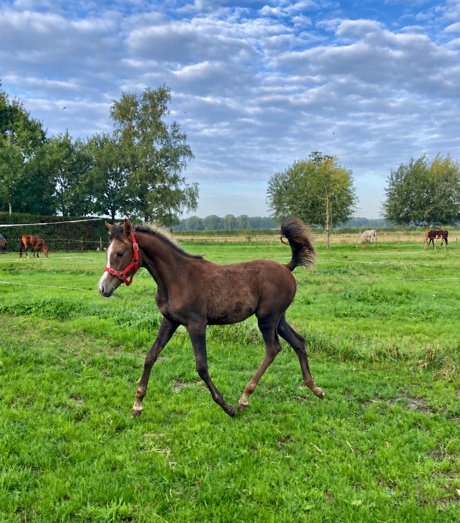 paard, Dieren en Toebehoren, Merrie, Minder dan 160 cm, Met stamboom, Niet van toepassing