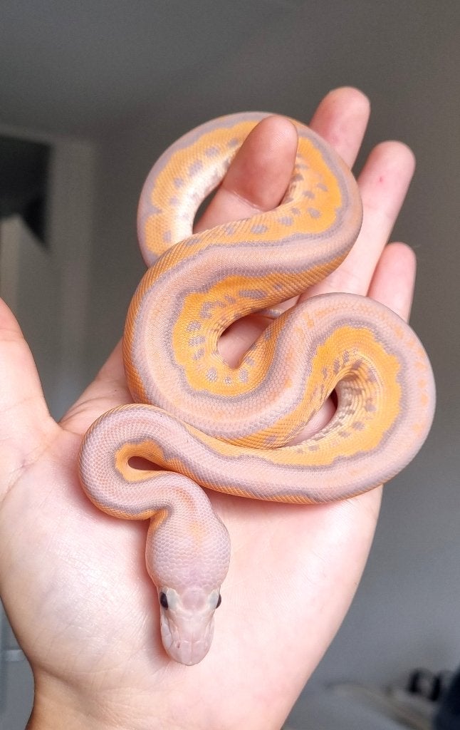 1.0 banana black pastel od spotnose clown koningspython Ball Python - male for sale from Mex