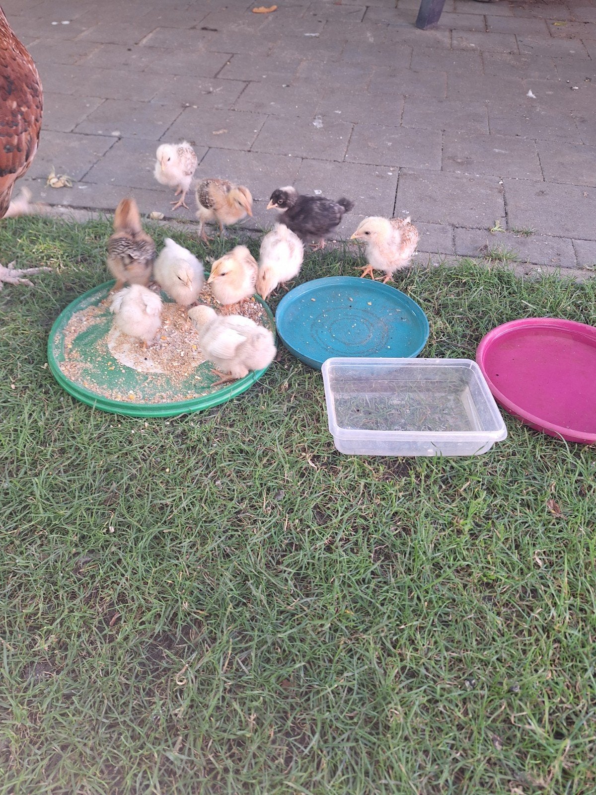 Kuikens, Dieren en Toebehoren, Pluimvee