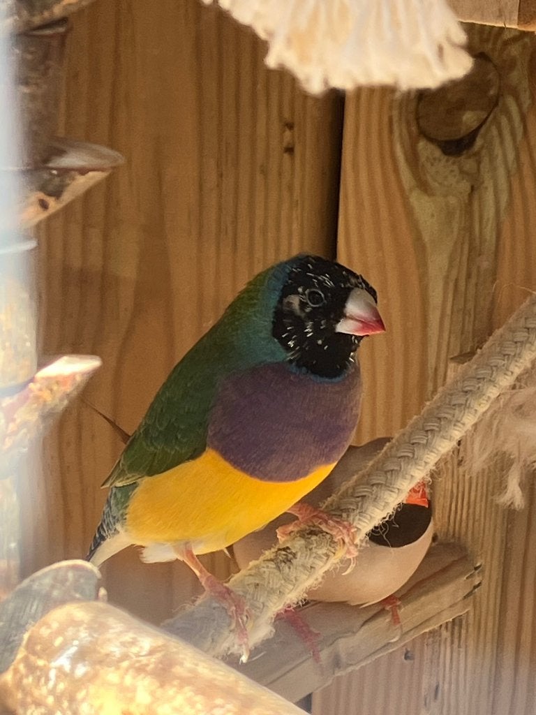 Gouldamadines, Dieren en Toebehoren, Vogels | Overige Vogels, Mannelijk, Tropenvogel