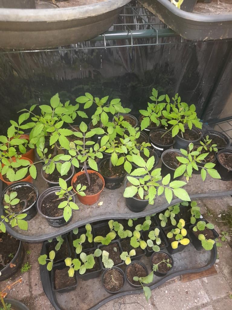 plants de tomates, Jardin & Terrasse, Plantes | Jardin, Annuelle, Plantes potagères, Enlèvement