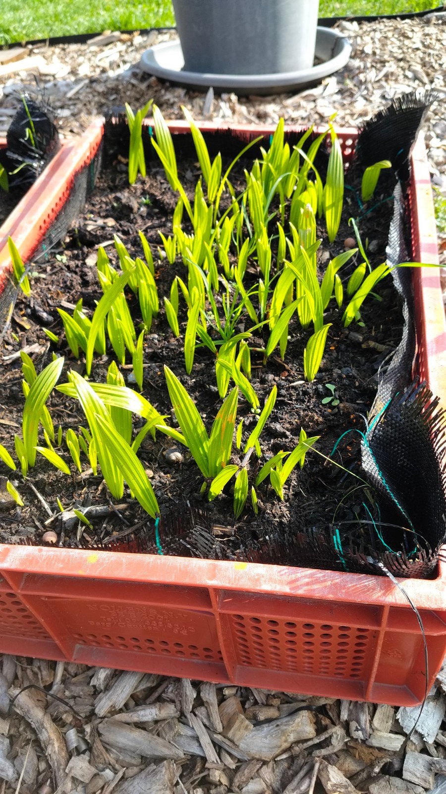 palmboom zaailingen (winterhard)trachycarpus fortunei, Tuin en Terras, Ophalen