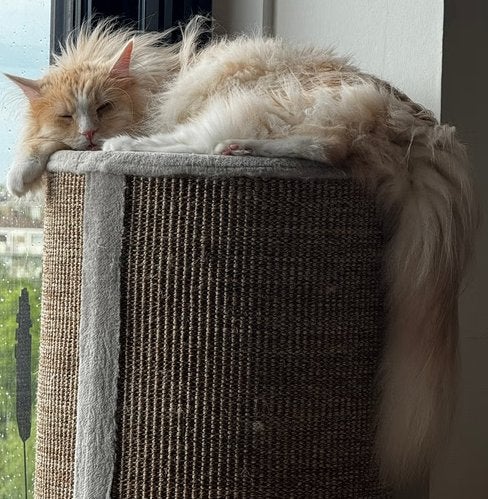 3-jarige gecastreerde main coon kater, Dieren en Toebehoren, Kater, Gechipt, 3 tot 5 jaar