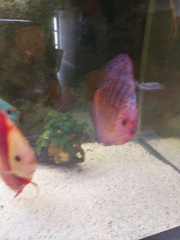 discusvissen, Dieren en Toebehoren, Vissen | Aquariumvissen, Vis, Zoetwatervis