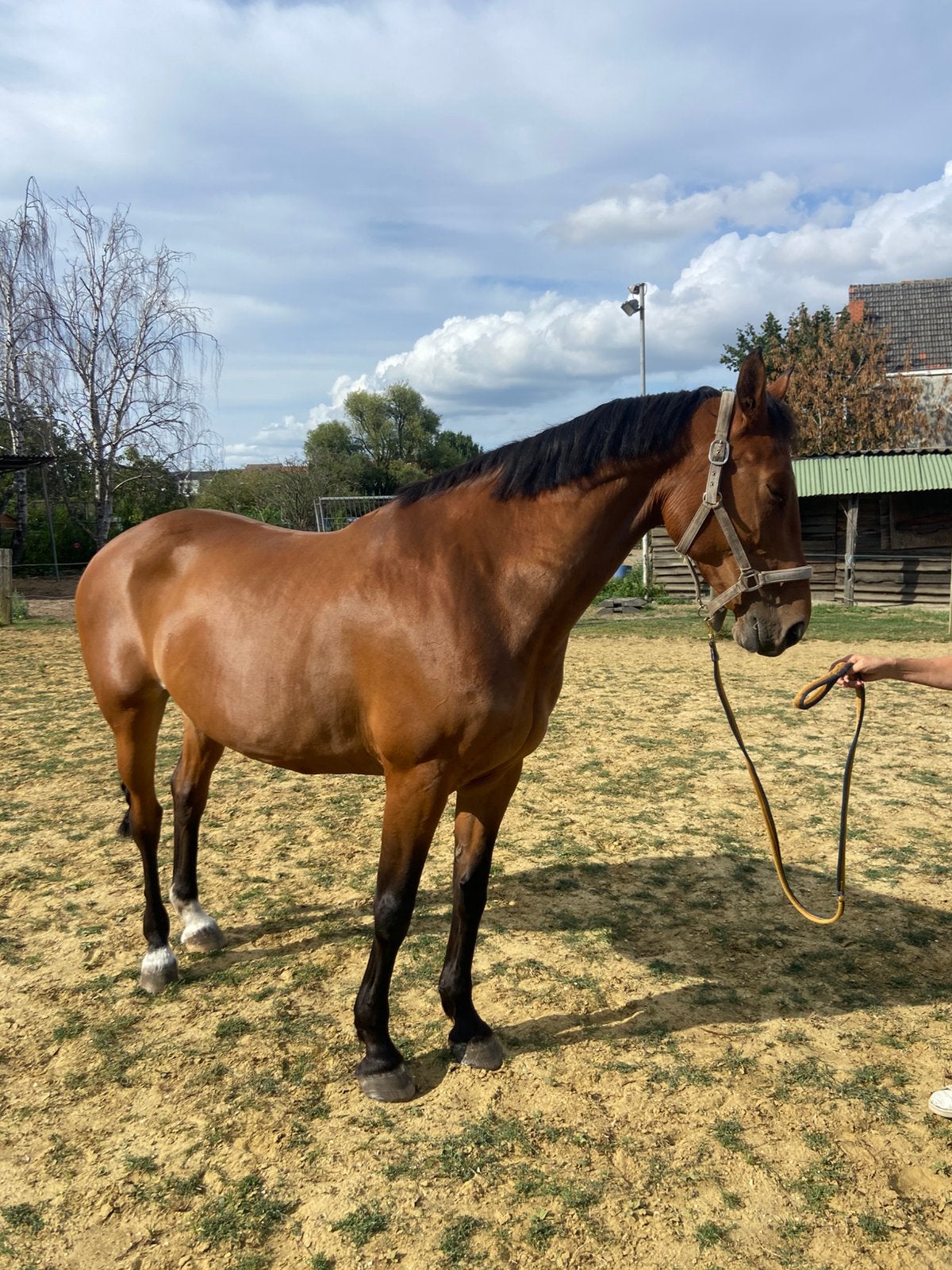 Braaf recreatie paard, Dieren en Toebehoren, Merrie