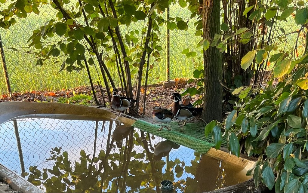 carolina eenden, Dieren en Toebehoren, Meerdere dieren, Eend