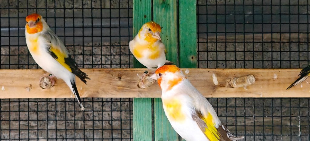 Major putters 2026, Meerdere dieren, Wildzangvogel, Geringd