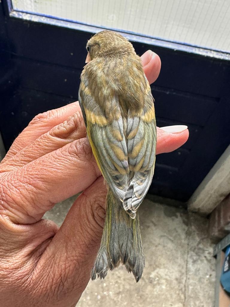 jeune metis de chardonneret jaspé, Mâle, Oiseau chanteur sauvage, Bagué