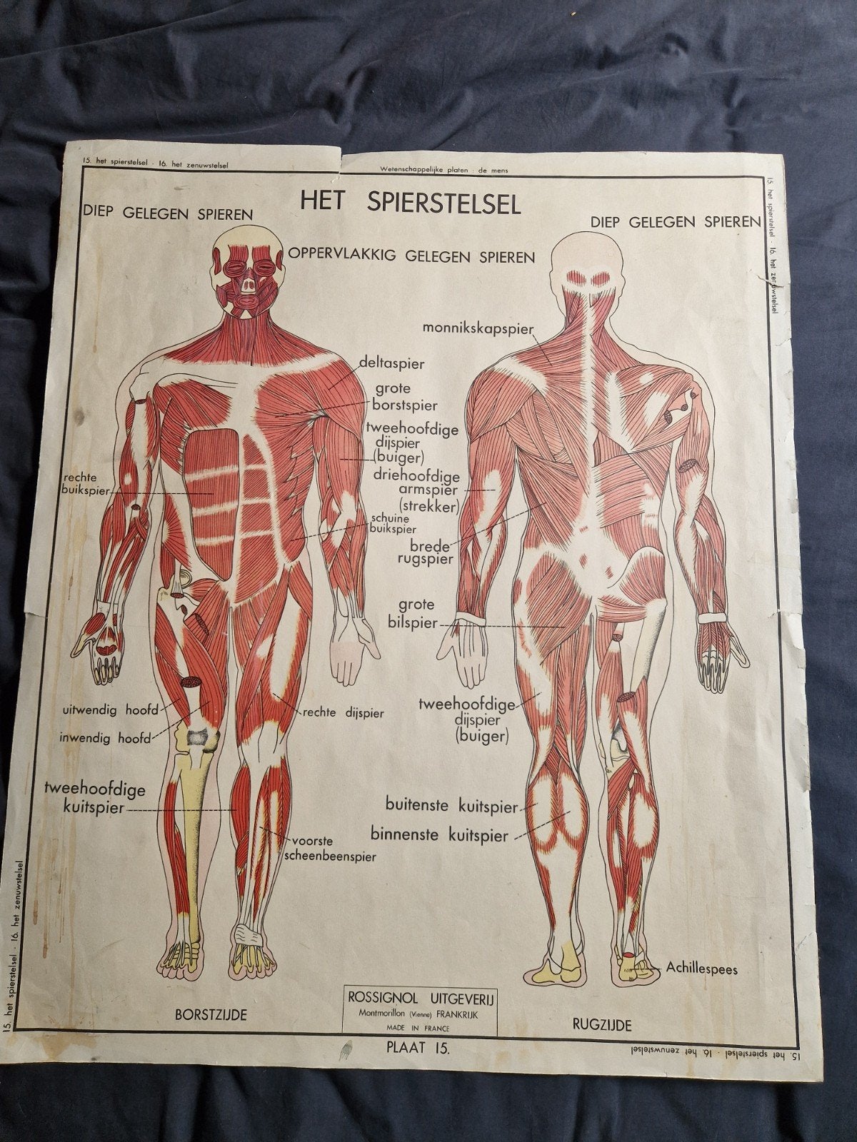 vintage poster menselijk lichaam en zenuwstelsel, Antiek en Kunst, Antiek | Schoolplaten, Ophalen