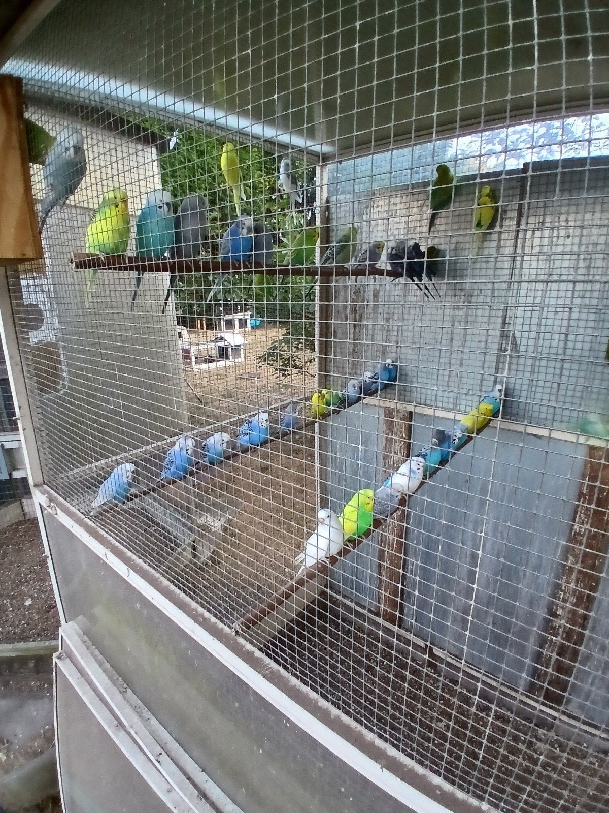 grasparkieten