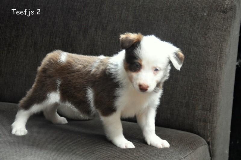 Border Collie pupjes in verschillende kleuren, Parvo, België, 8 tot 15 weken, Collie