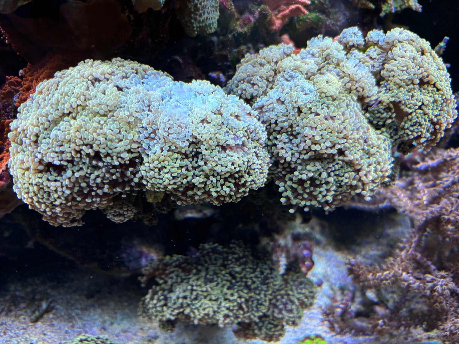 Euphyllia Paraancora Gold 24K, Dieren en Toebehoren, Overige typen, Zoutwatervis