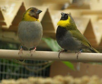Cuba vinkjes, Plusieurs animaux, Oiseau tropical, Bagué