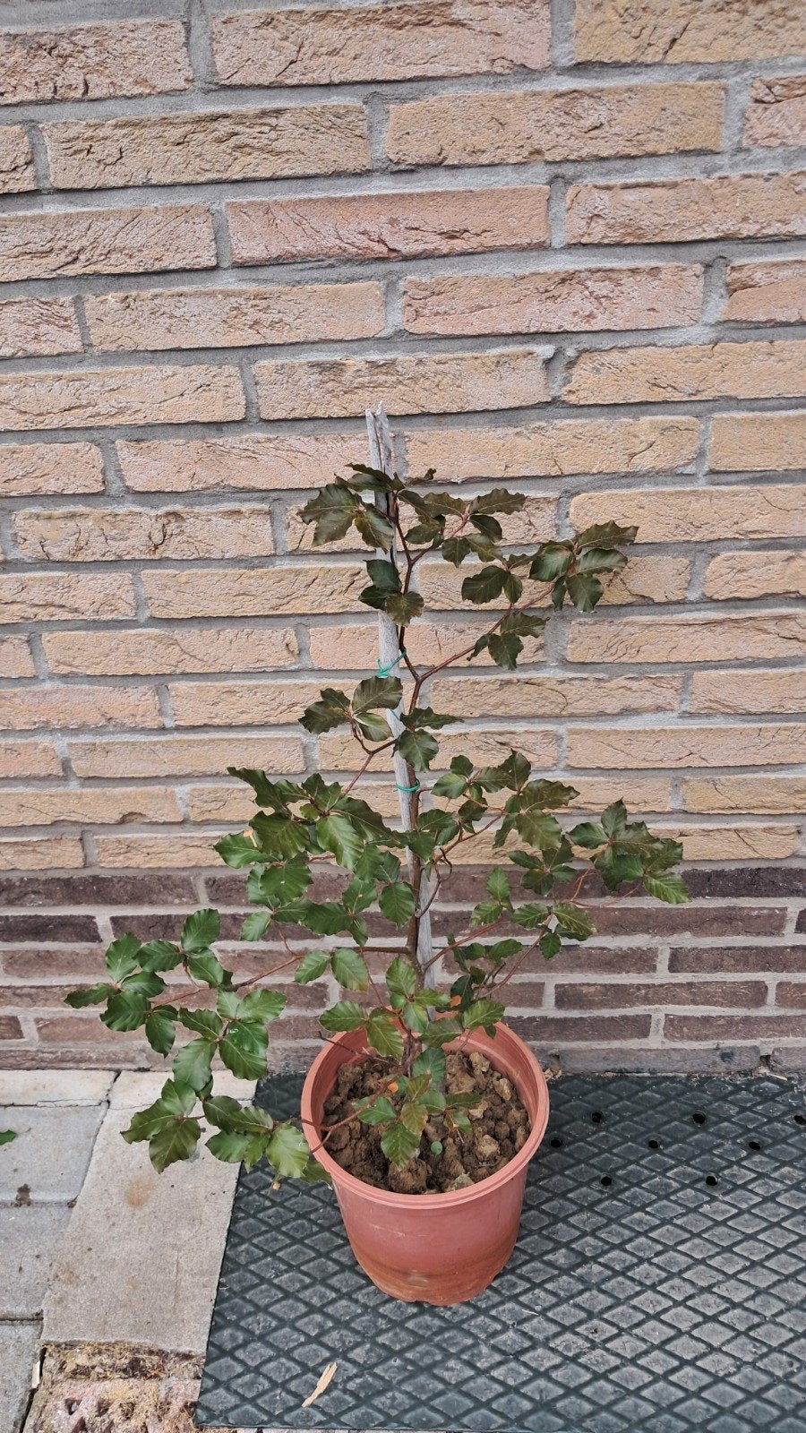 Jonge rode beuk in pot., Ophalen, In pot, 400 cm of meer