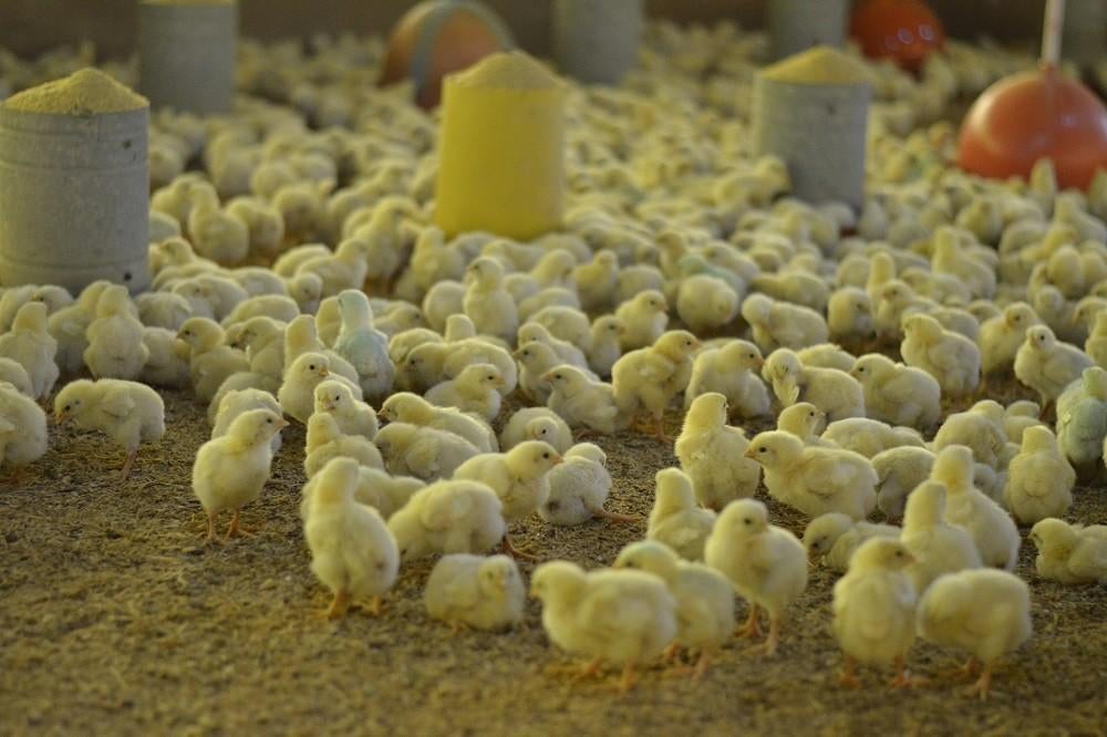 Mest haantjes Ross 308, Dieren en Toebehoren, Pluimvee, Kip