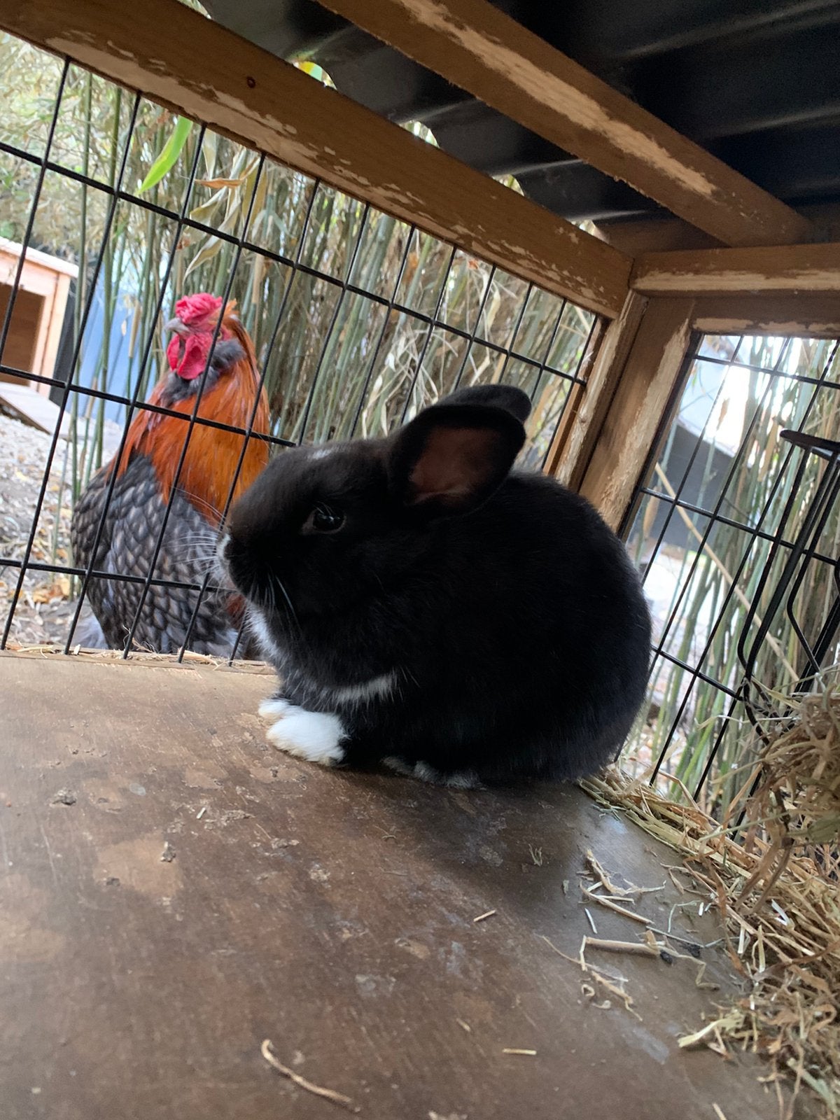 Jonge konijntjes!, Juni, Meerdere dieren, Overige typen, Tam