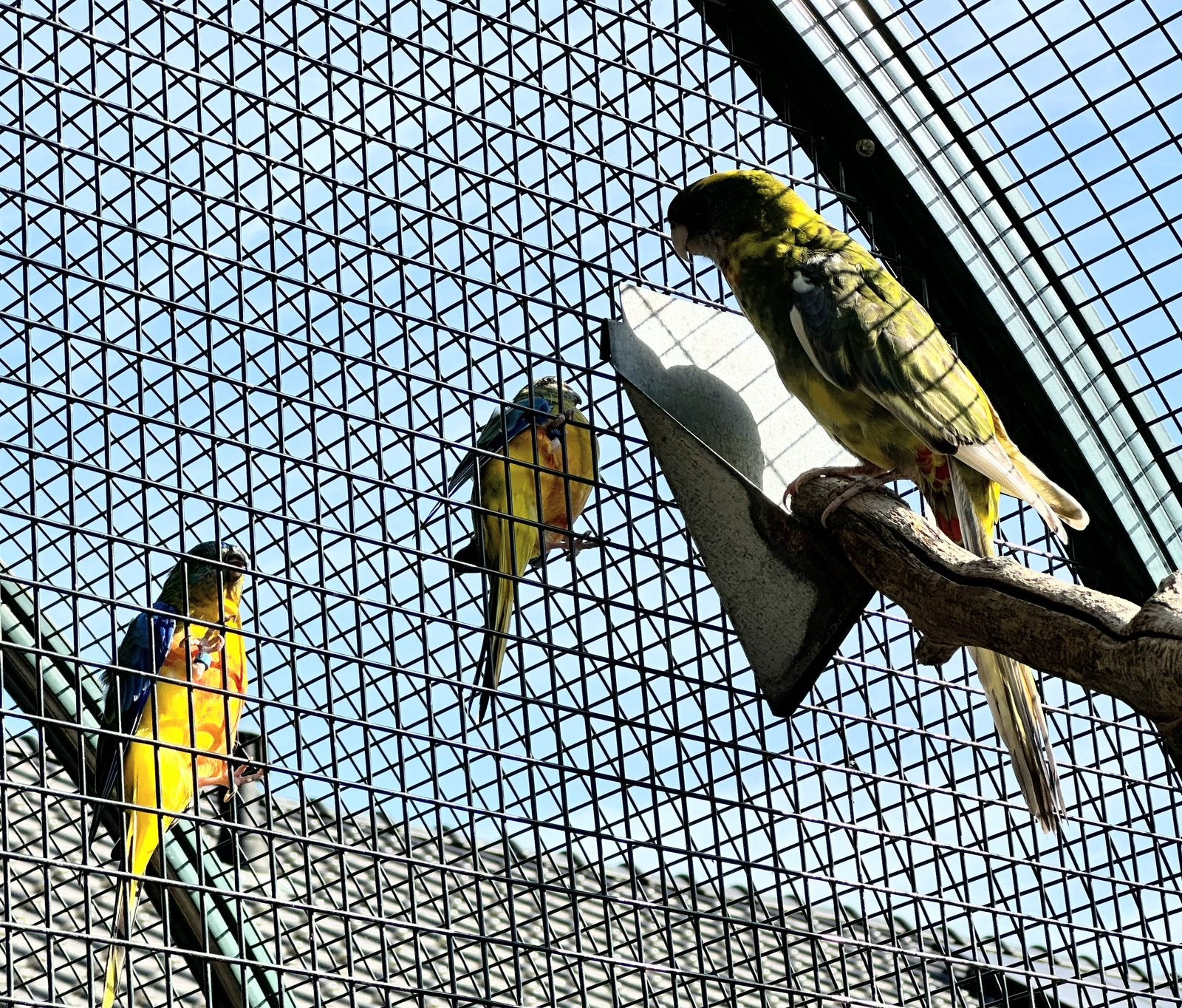 Jonge parkieten te koop, Geslacht onbekend, Dwergpapegaai of Agapornis, Geringd