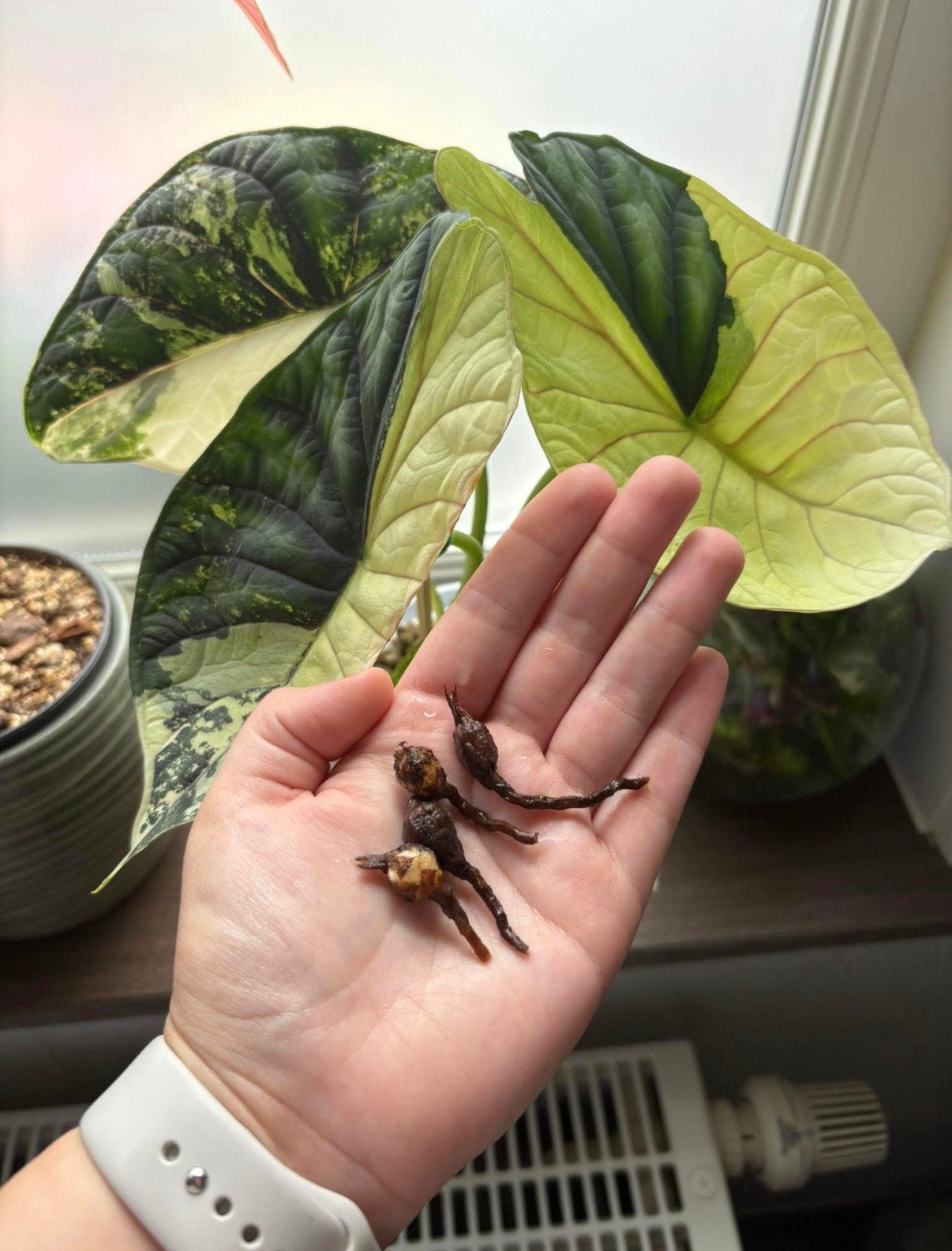 Alocasia Dragon scale variegata tubercules, Enlèvement ou Envoi