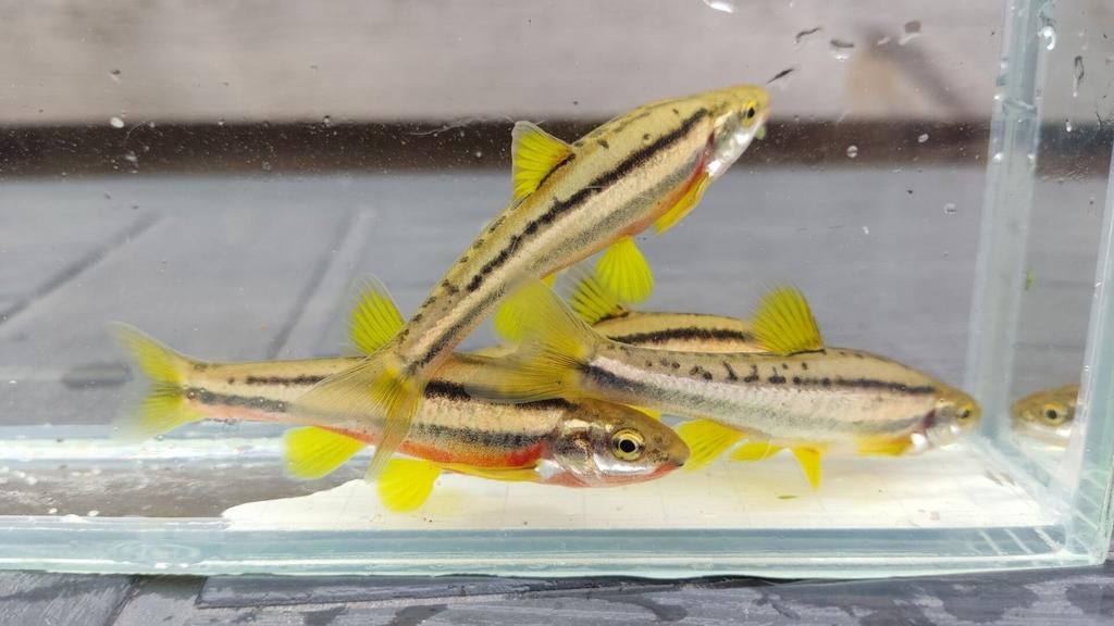 Notropis erythrogaster - roodbuik elrits - regenboogelrits, Vis, Zoetwatervis, Schoolvis