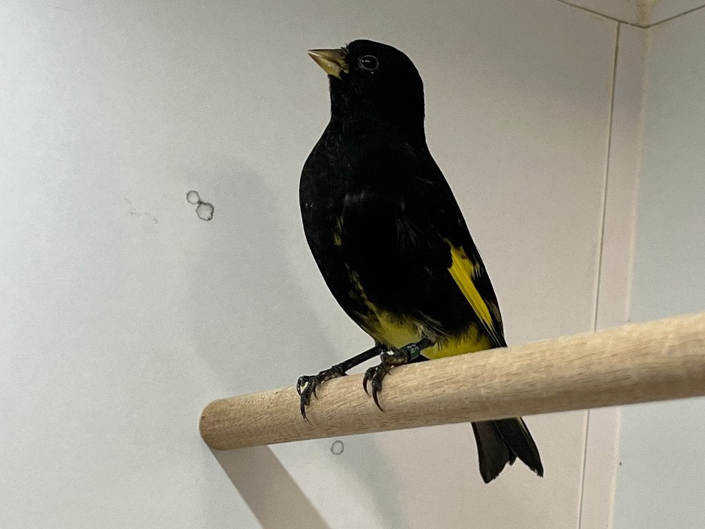 Mooie forse zwarte sijs pop, Animaux & Accessoires, Oiseaux | Oiseaux Autre, Femelle, Oiseau tropical, Bagué