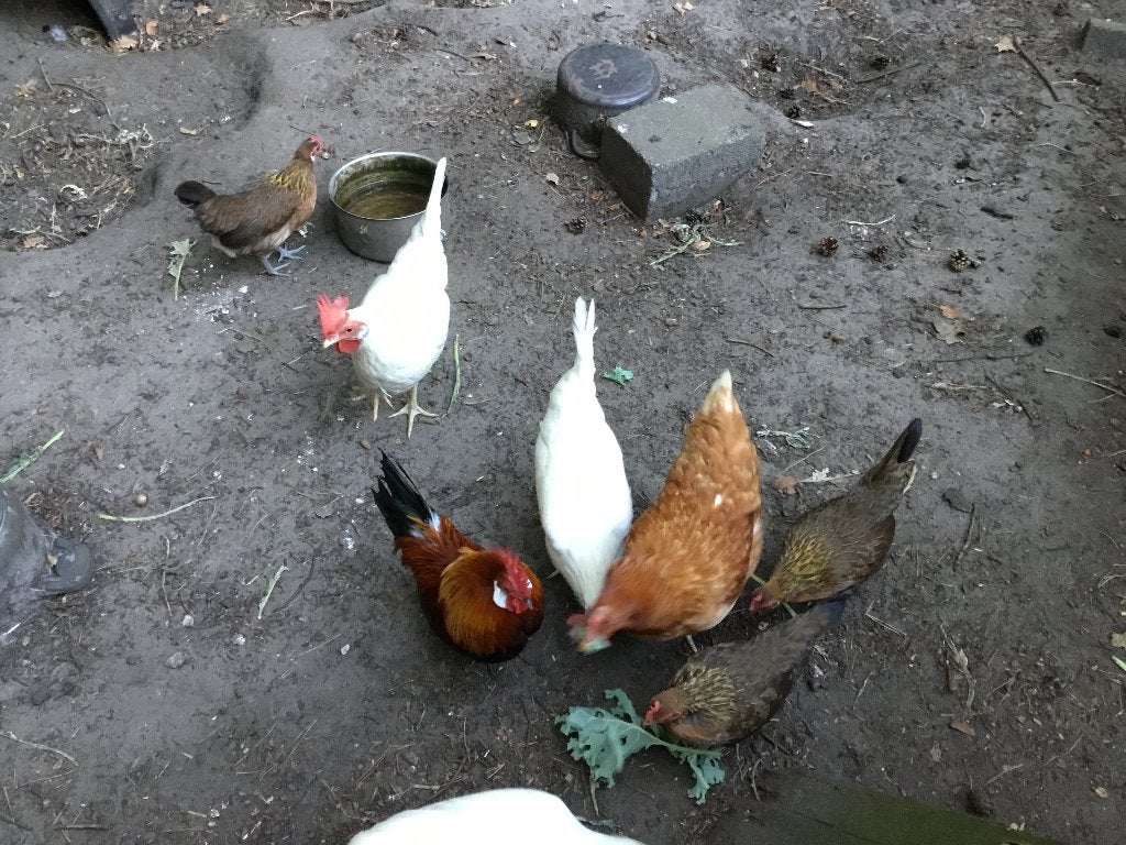 Engelse kippen, Dieren en Toebehoren, Kip