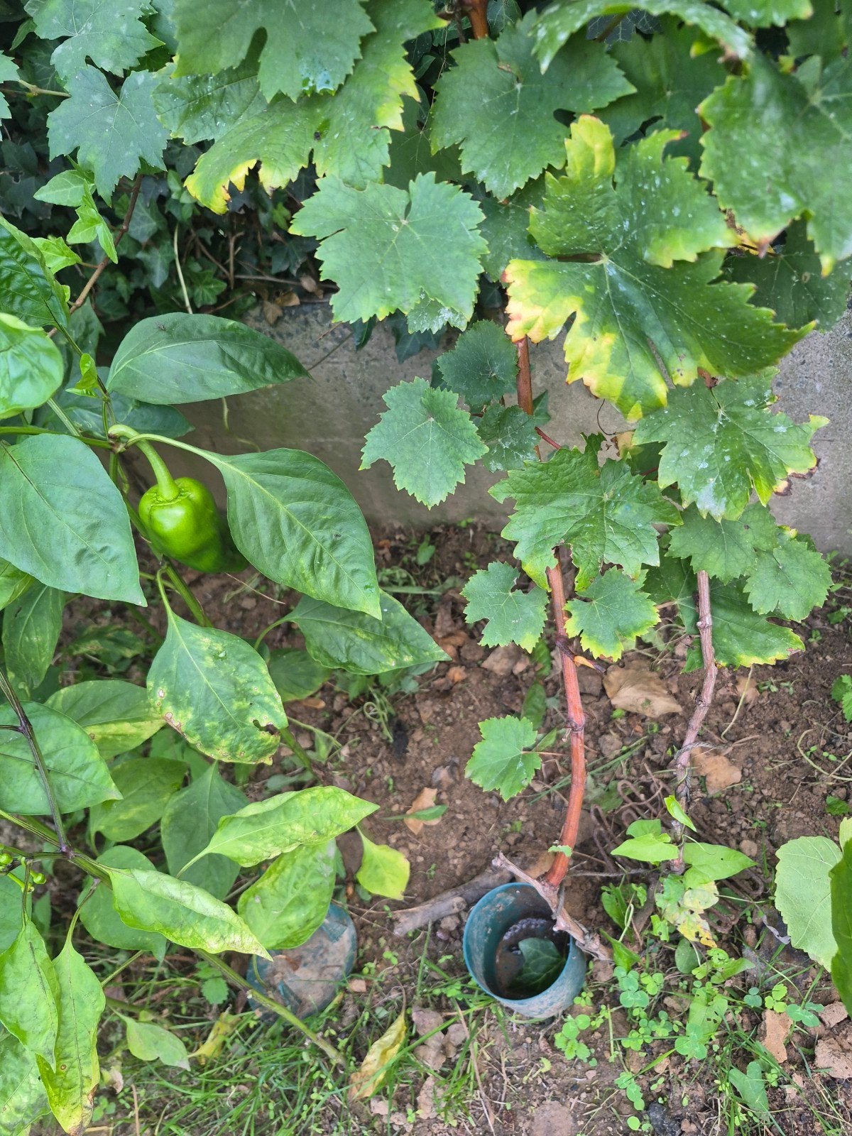 resien  blanc, Jardin & Terrasse, Enlèvement ou Envoi