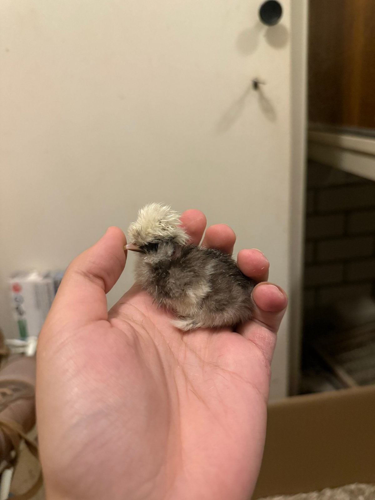 8 mooie USA zijdehoen kuikens, Dieren en Toebehoren