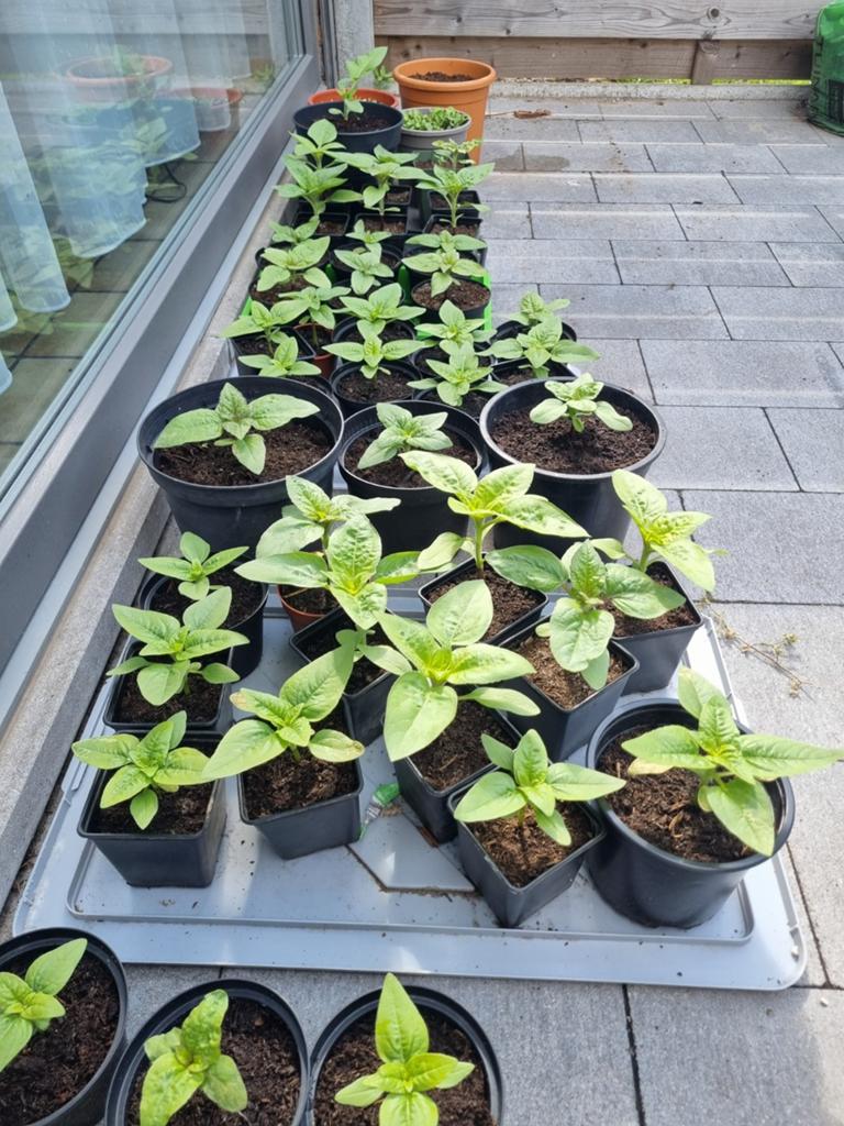 Zonnenbloemen te koop, Jardin & Terrasse, Plantes | Jardin, Enlèvement
