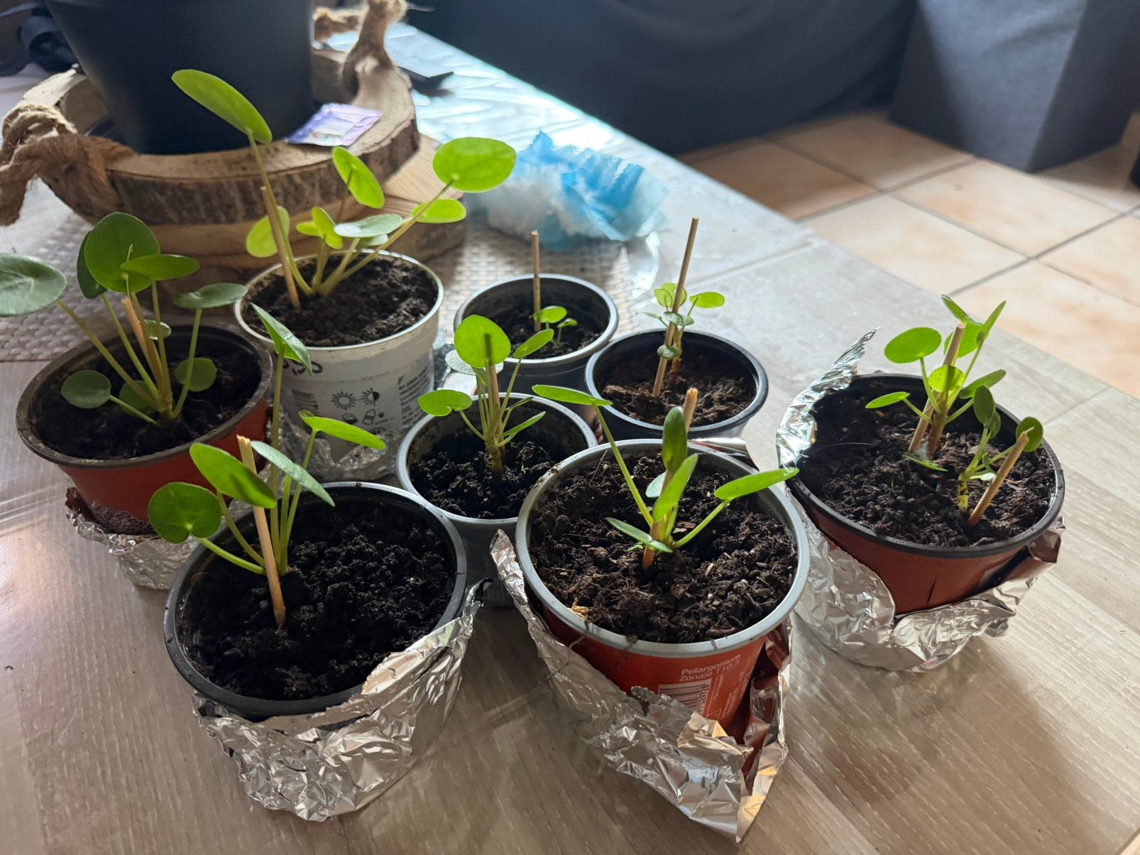 Jonge pannekoek planten, Ophalen