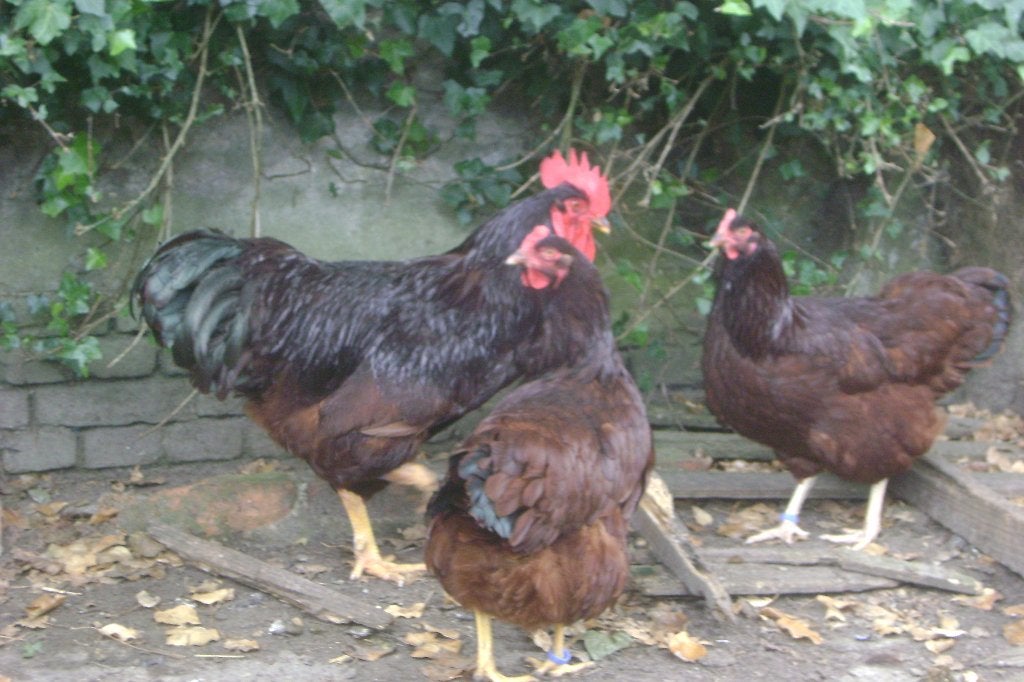 Hennen Rhode Island Red, Meerdere dieren, Kip