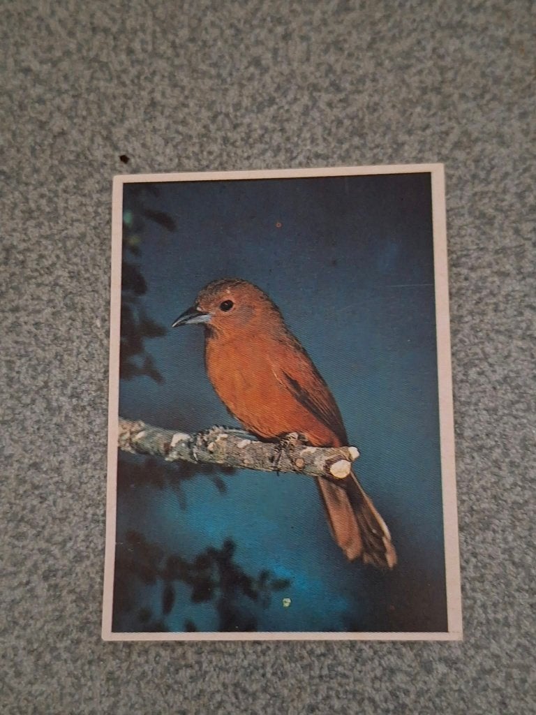 Prentje/Chromo : Bruine spreeuw, Ophalen of Verzenden, Gebruikt, Dier, Prent