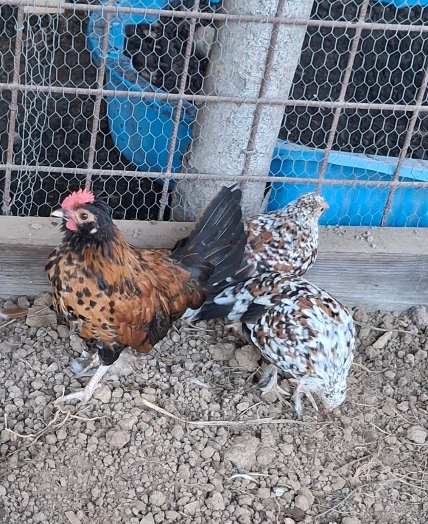Jeune coq x serama, Mâle, Poule ou poulet