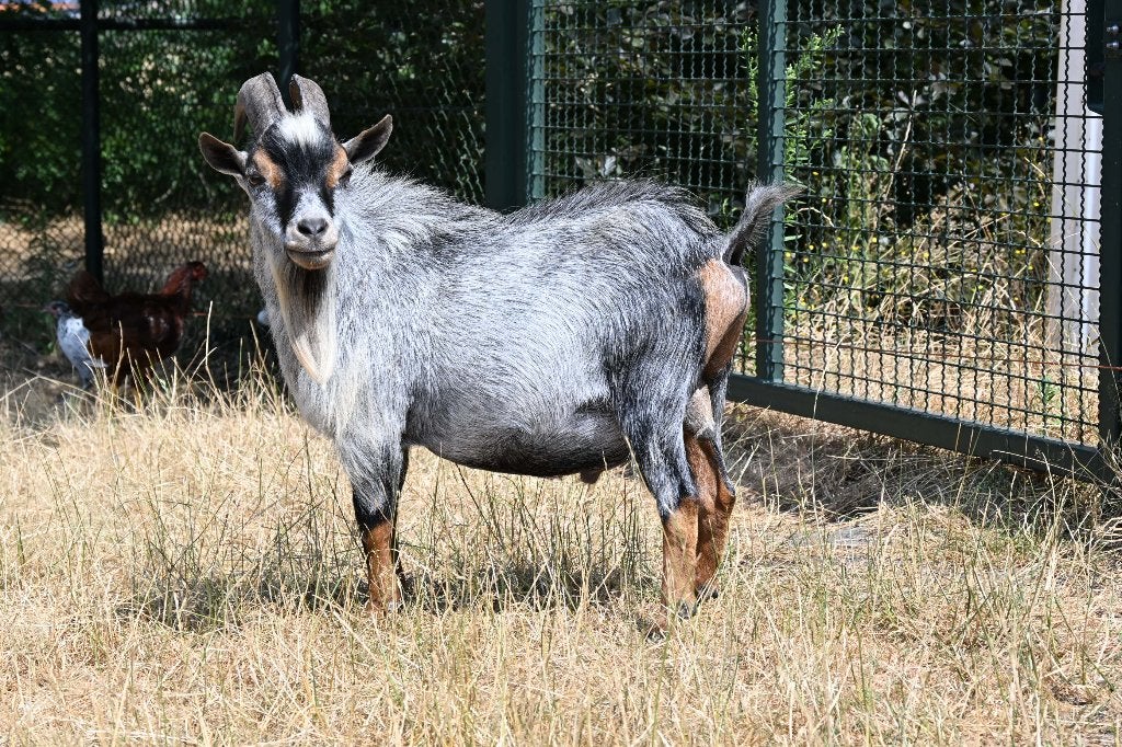 geiten bok blauwschimmel dekbok, Dieren en Toebehoren, Mannelijk, Geit, 3 tot 5 jaar