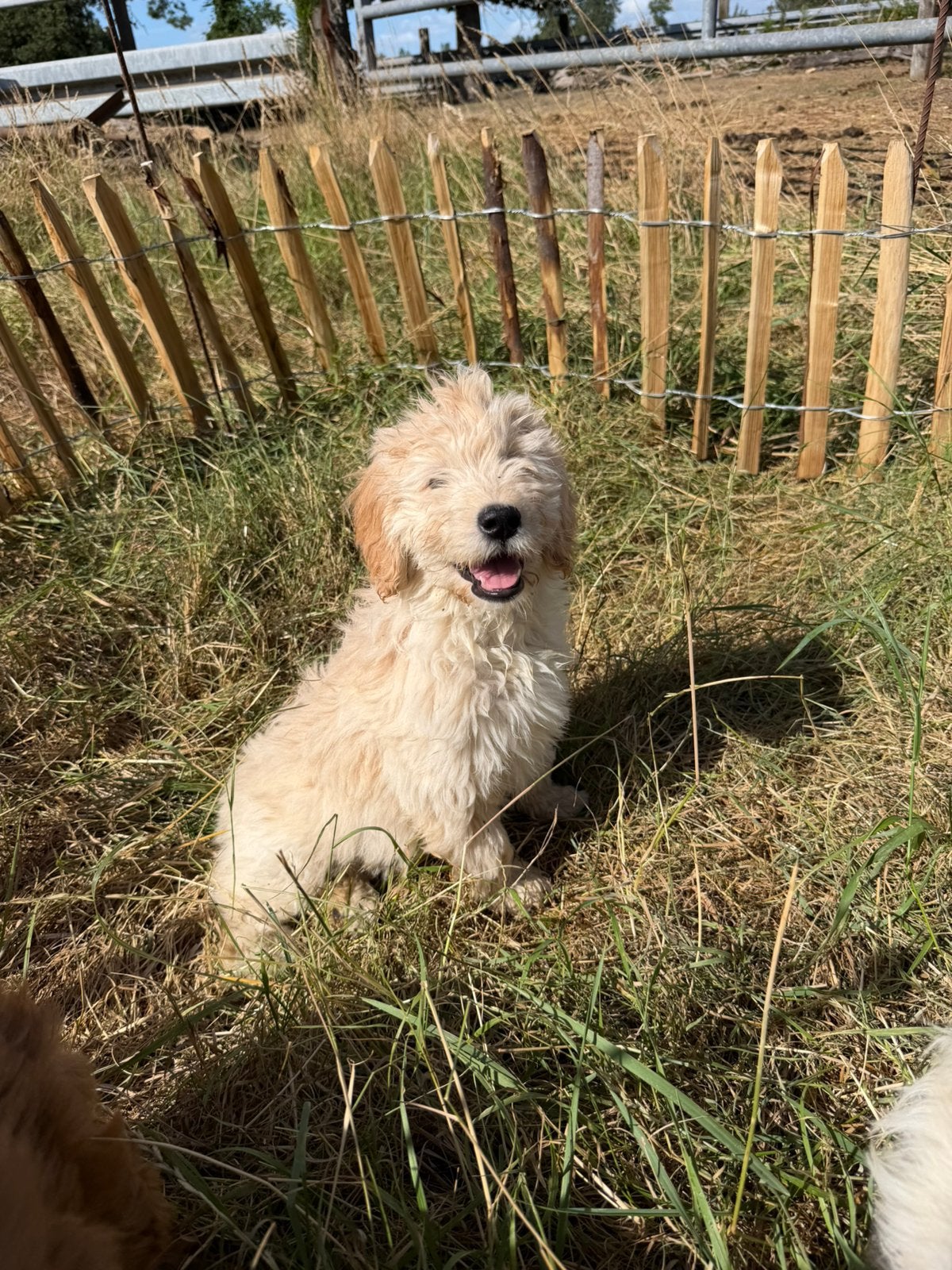 Mooie goldendoodle pups!, Dieren en Toebehoren, Honden | Niet-rashonden, België, CDV (hondenziekte), 8 tot 15 weken, Meerdere