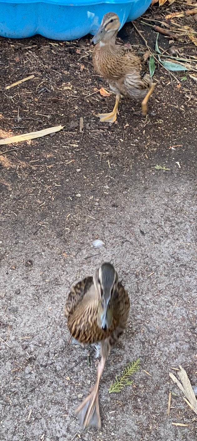 Loopeenden, Femelle, Canard