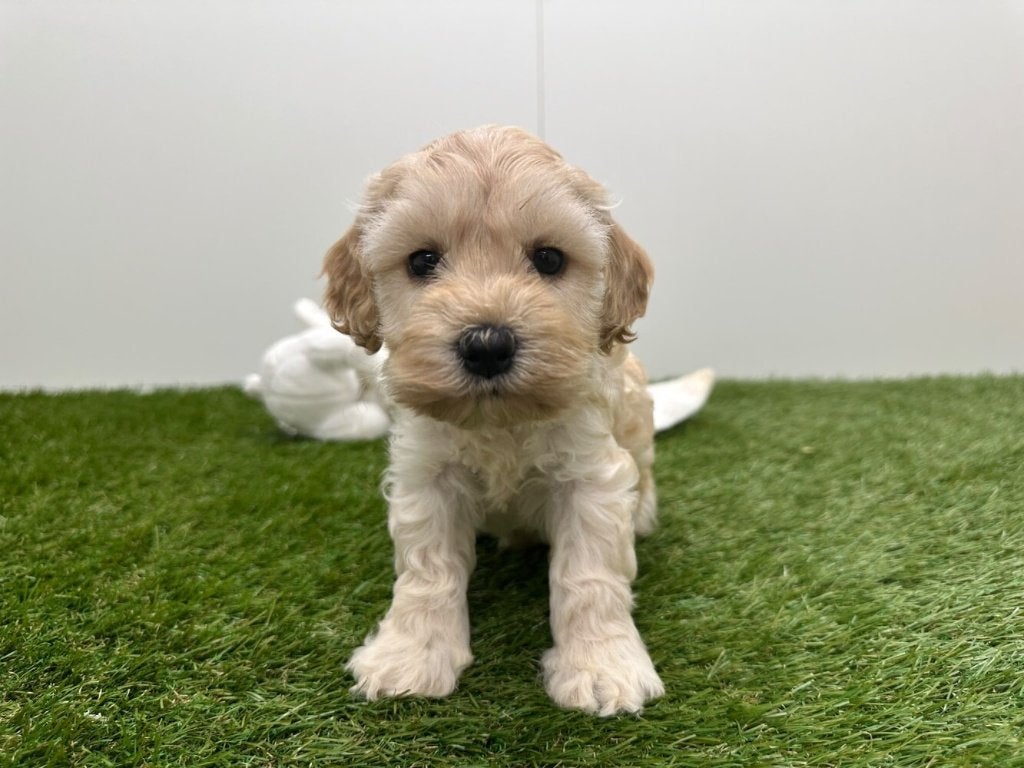 Portée des chiots Cockapoo (F2), Maladie de Carré (chiens), Autres races, Plusieurs, Belgique