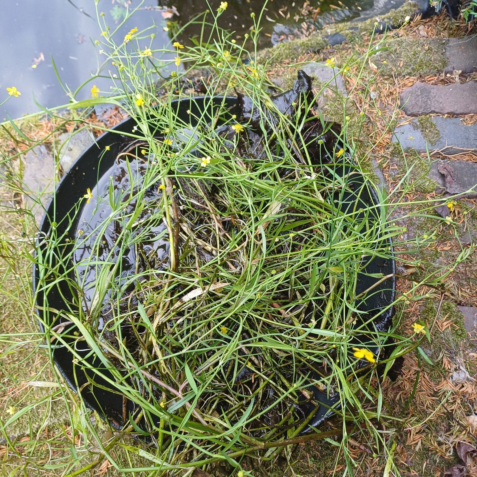 Egelboterbloem, Ophalen