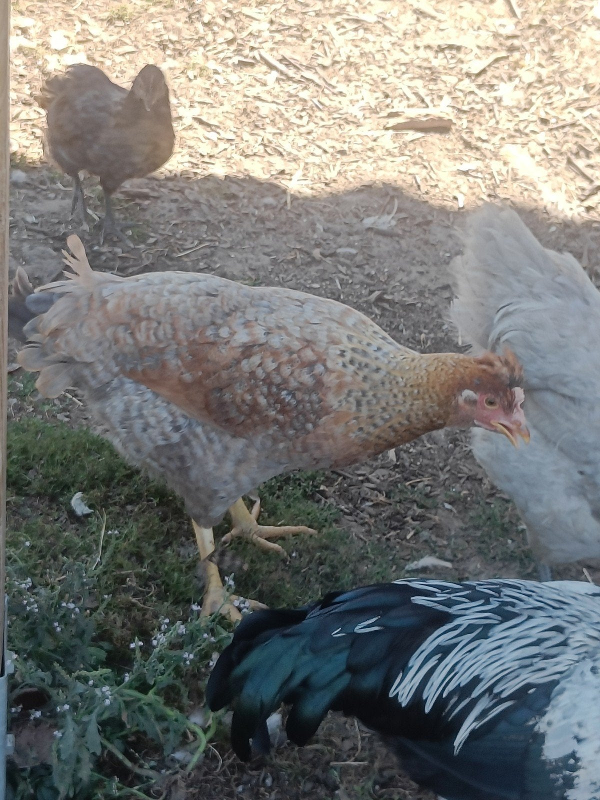 belle jeune poule brune à dos vert
