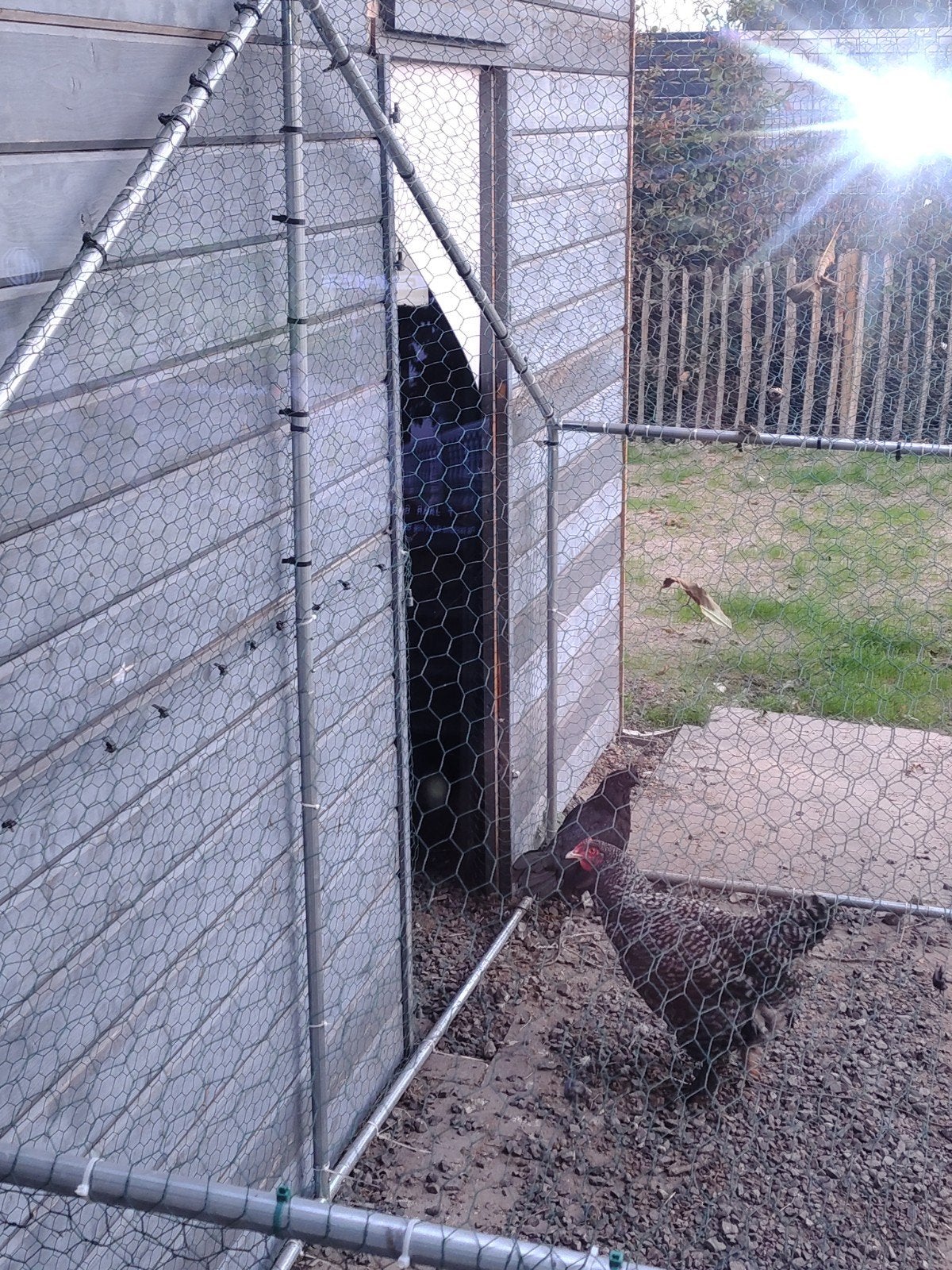 Mechelse koekoek, Dieren en Toebehoren, Meerdere dieren
